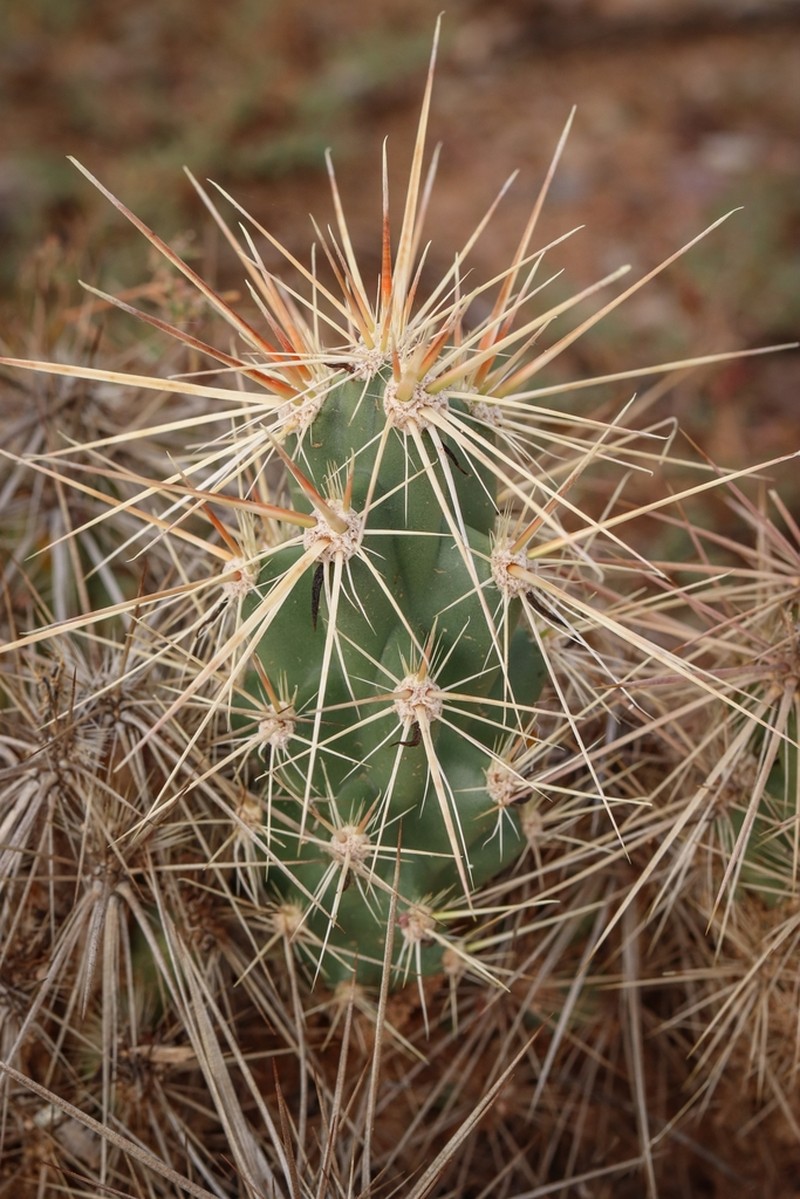 Devil's Cholla photo 6