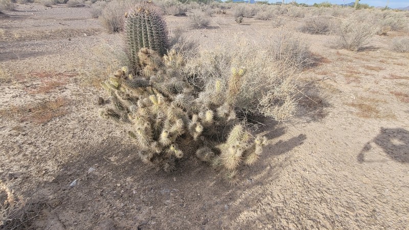 Devil's Cholla photo 7