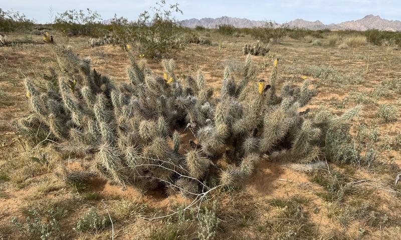 Devil's Cholla photo 8