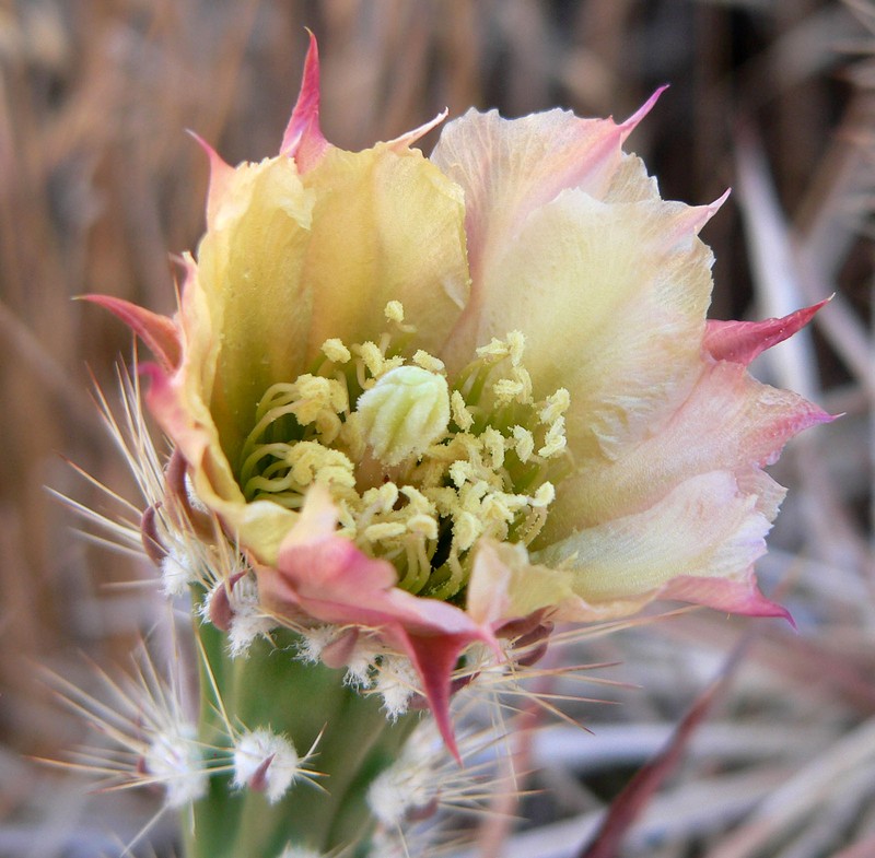 Matted Cholla