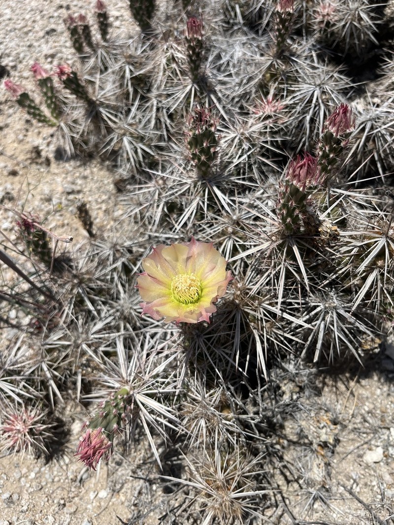 Matted Cholla