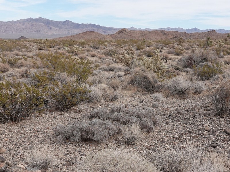 Matted Cholla photo 2
