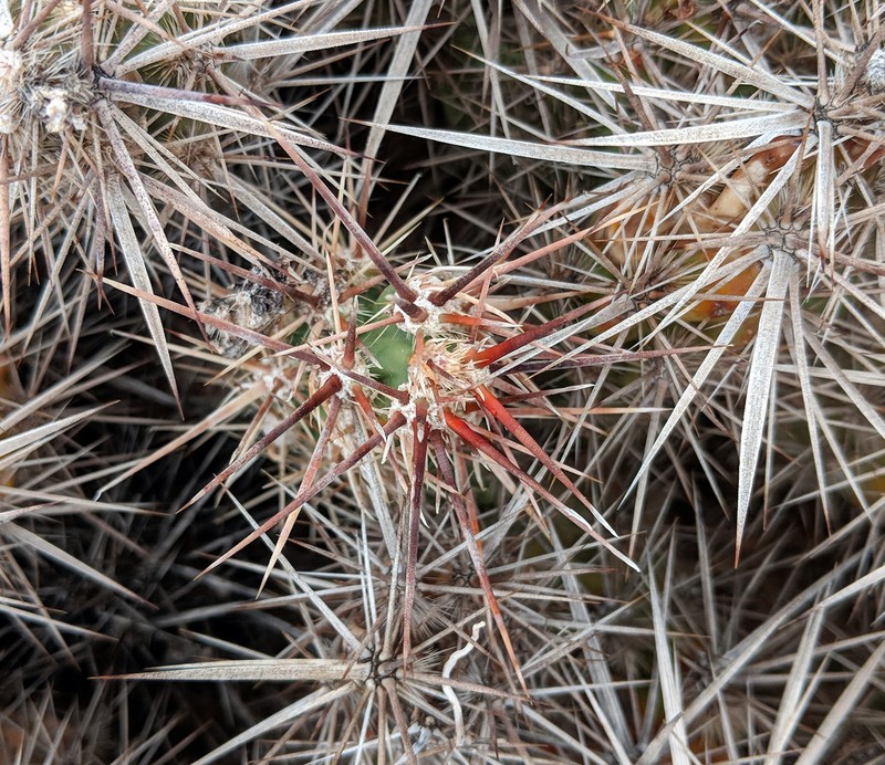 Matted Cholla photo 3