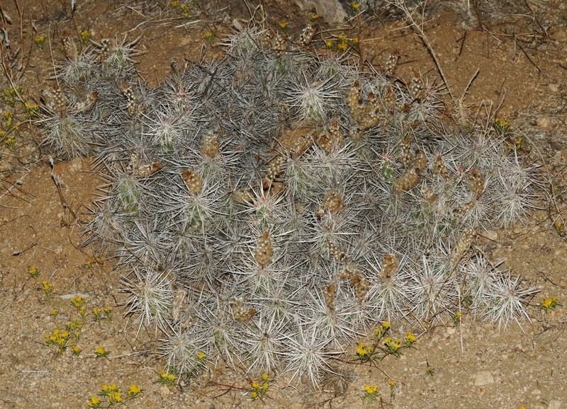 Matted Cholla photo 4