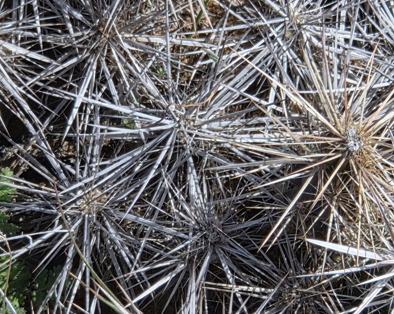 Matted Cholla photo 5