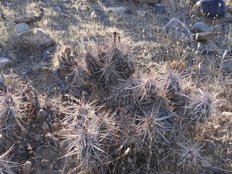 Matted Cholla photo 6