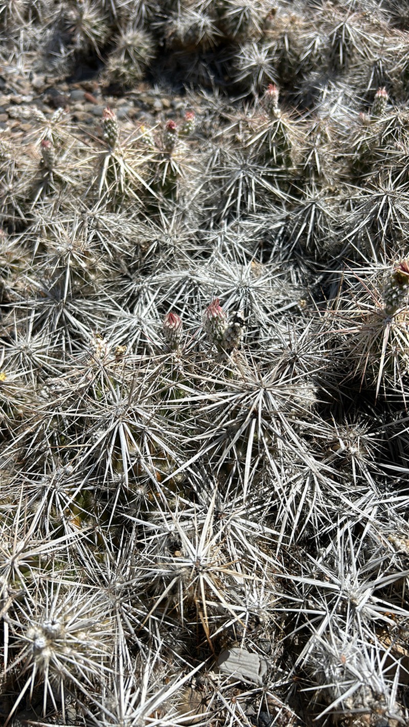 Matted Cholla photo 7
