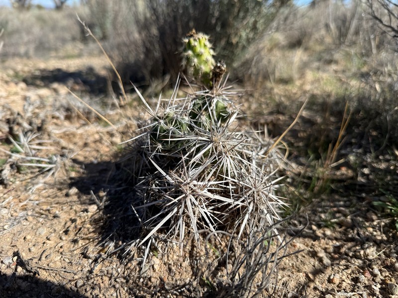 Matted Cholla photo 8