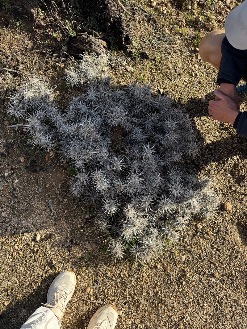 Grusonia parishiorum