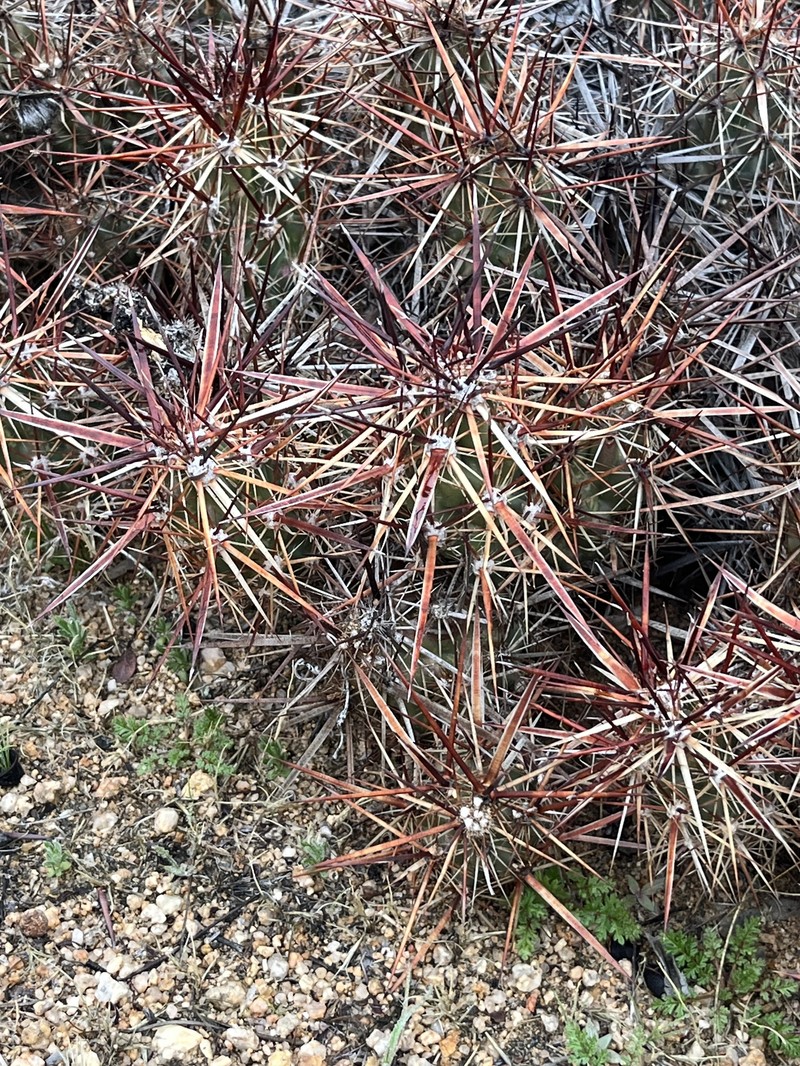 Grusonia parishiorum photo 2