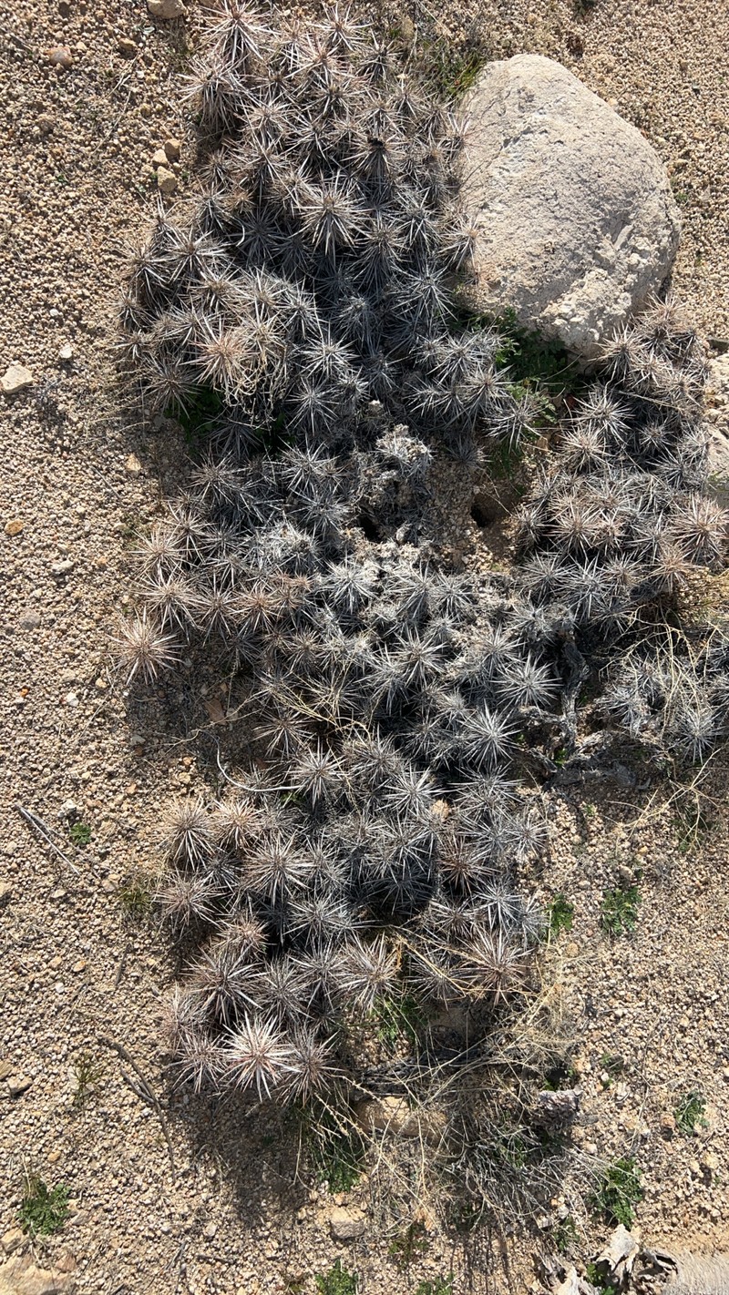 Grusonia parishiorum photo 3