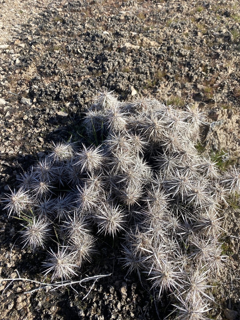 Grusonia parishiorum photo 5