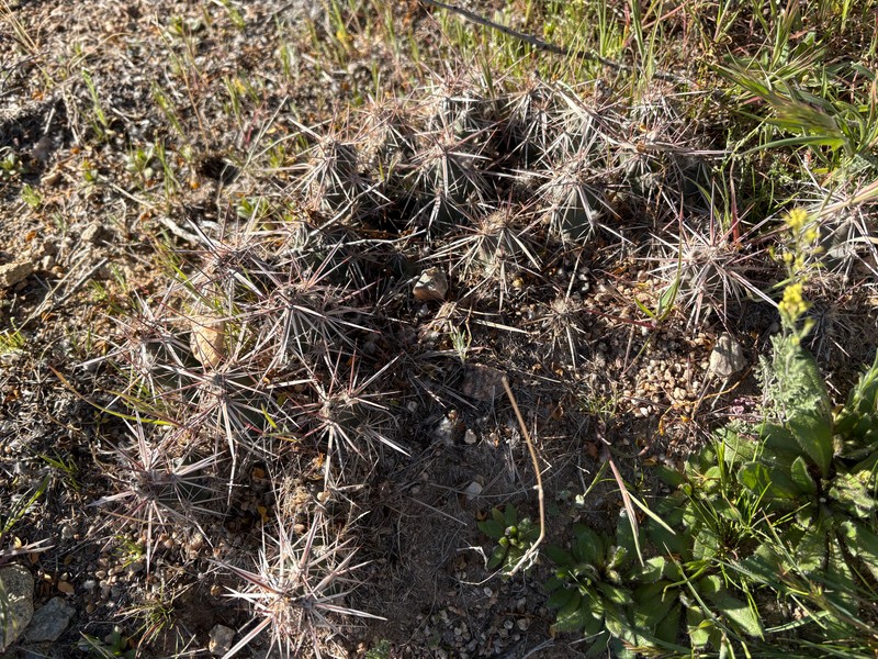 Grusonia parishiorum photo 6