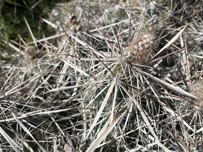Grusonia parishiorum photo 7