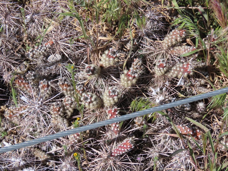 Grusonia parishiorum photo 8