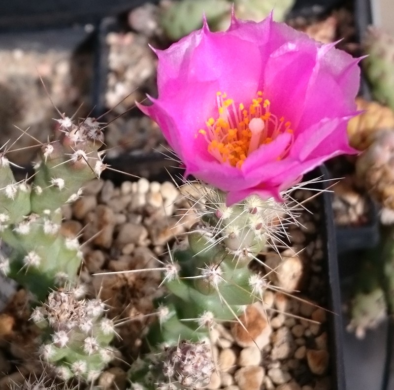 Sagebrush Cholla photo 5