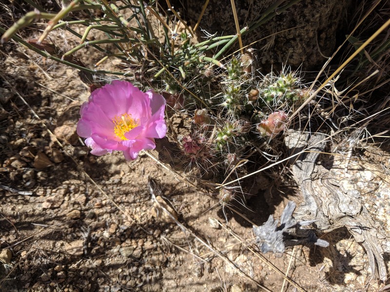 Sagebrush Cholla