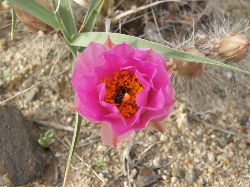 Sagebrush Cholla photo 4