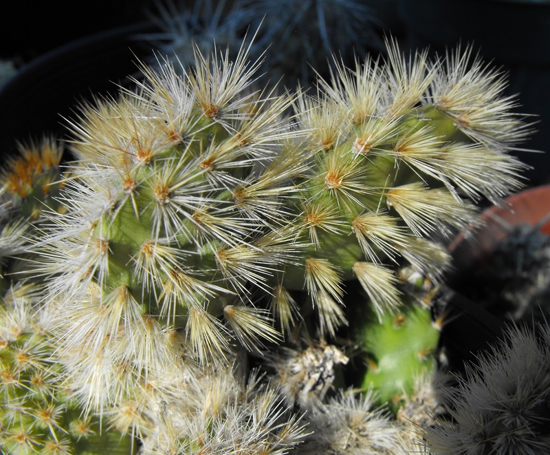 Big Bend Pricklypear