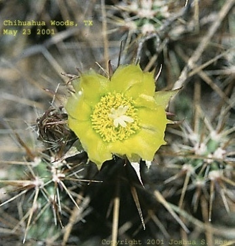 Big Bend Pricklypear photo 2