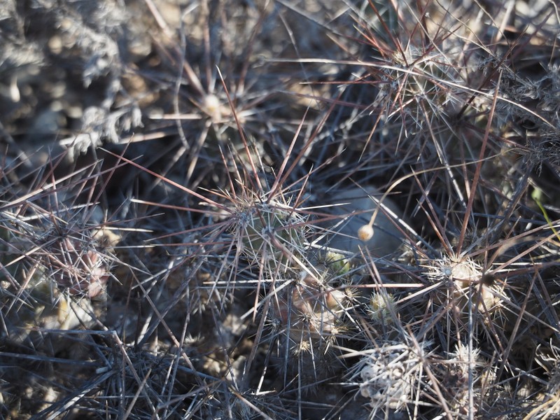 Big Bend Pricklypear photo 3
