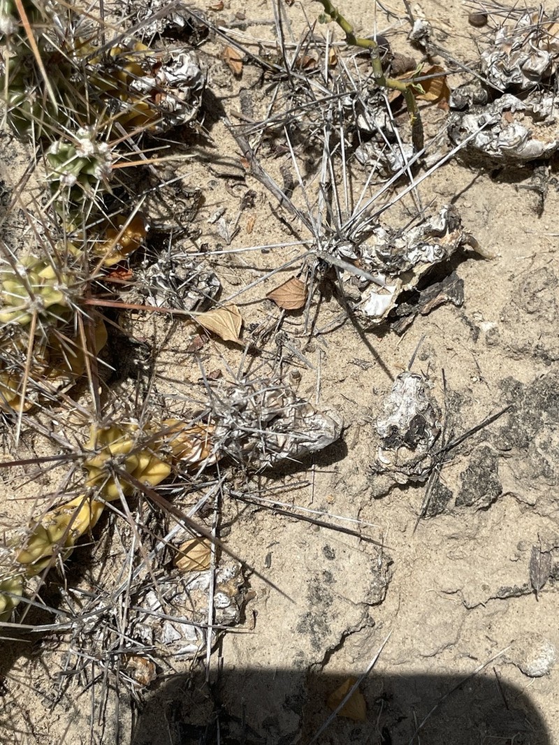 Big Bend Pricklypear photo 4