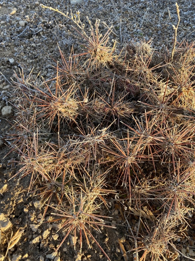 Big Bend Pricklypear photo 5