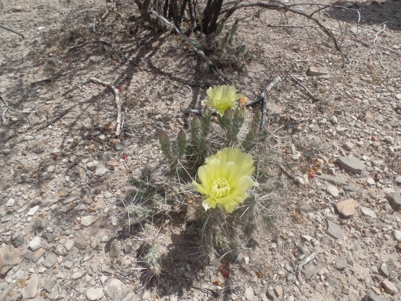 Big Bend Pricklypear photo 6