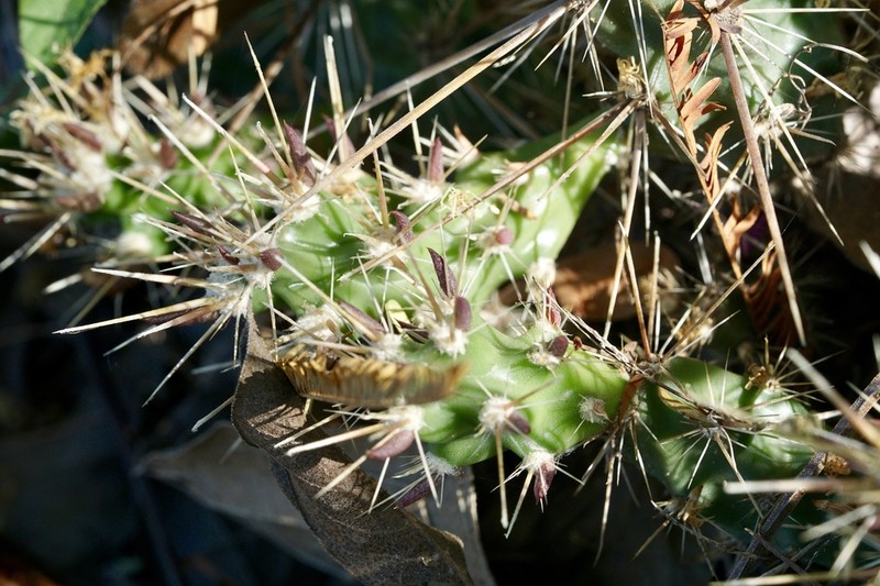 Big Bend Pricklypear photo 7