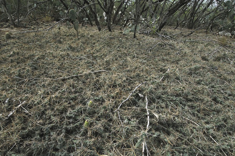 Big Bend Pricklypear photo 8