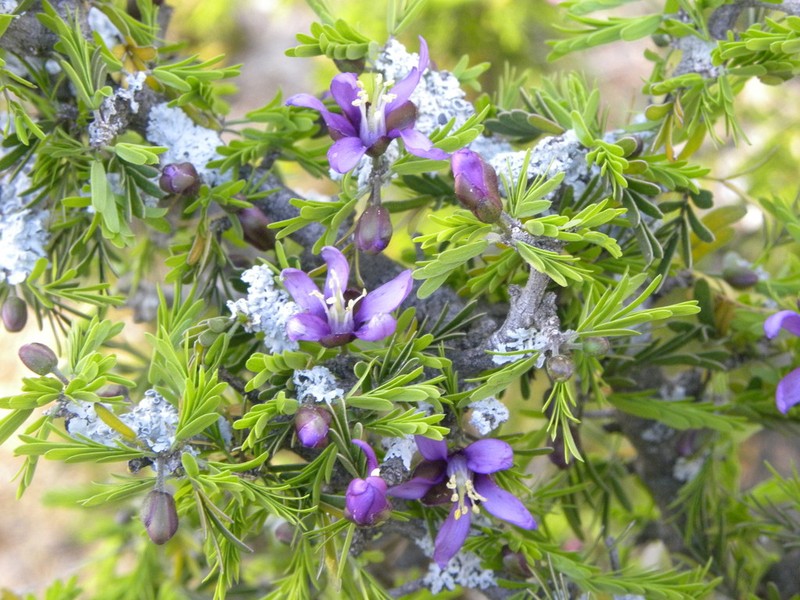 Texas Lignum-Vitae
