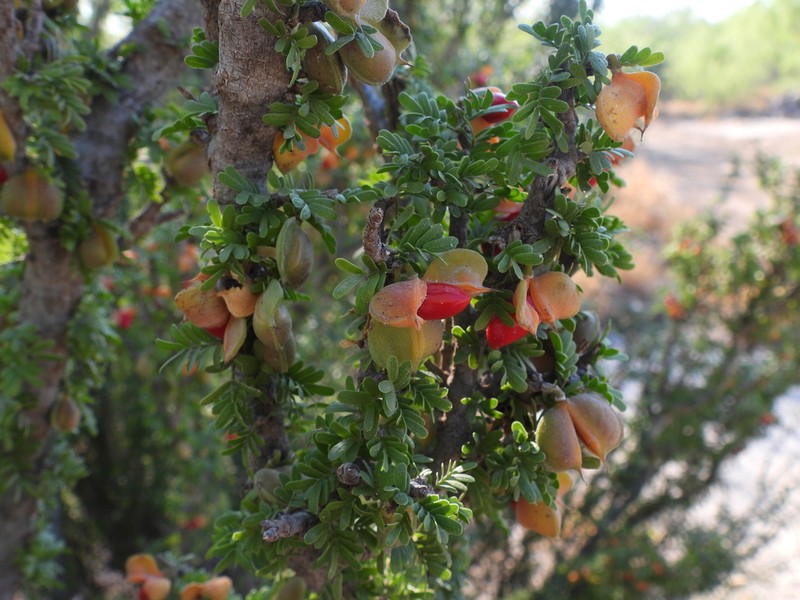 Texas Lignum-Vitae photo 3