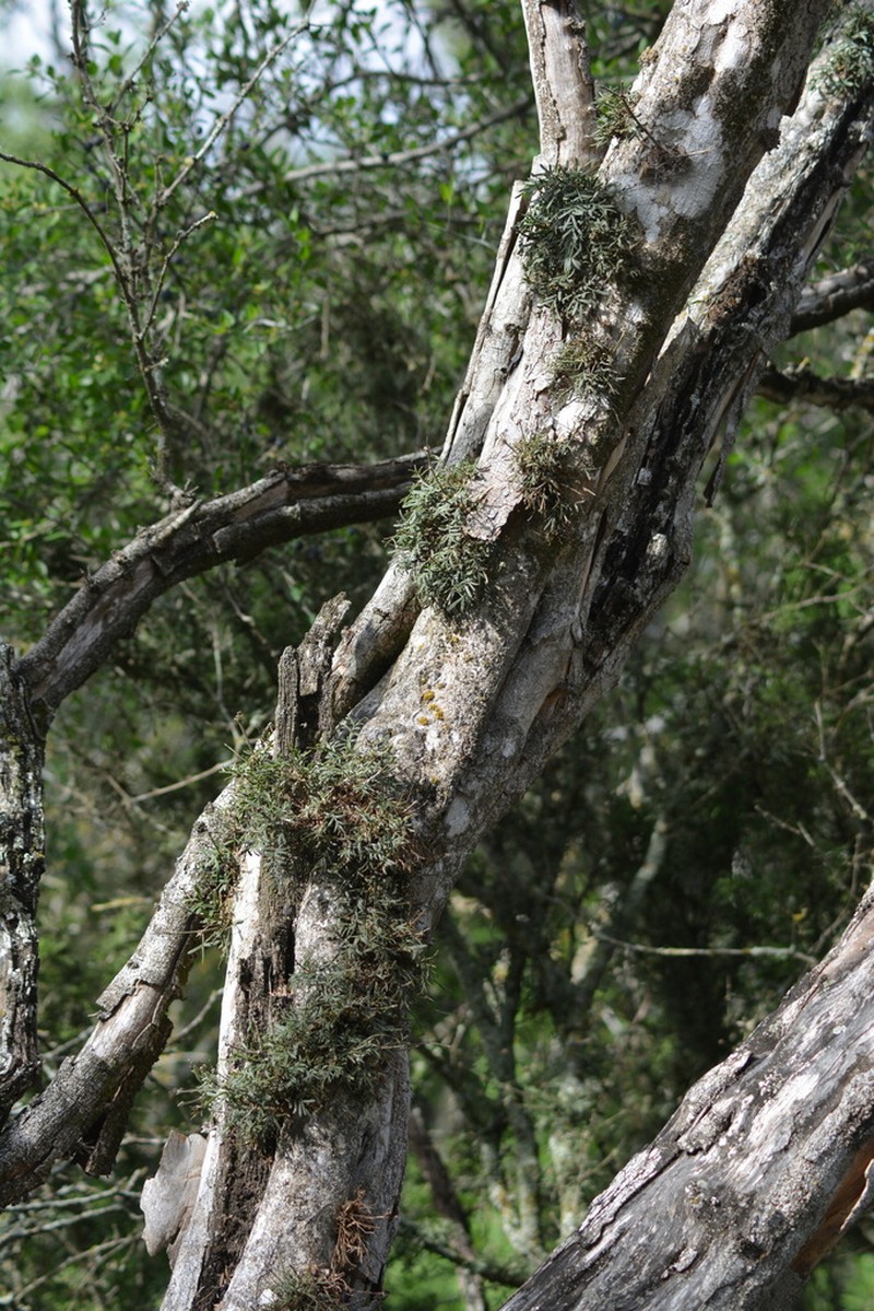 Texas Lignum-Vitae photo 4