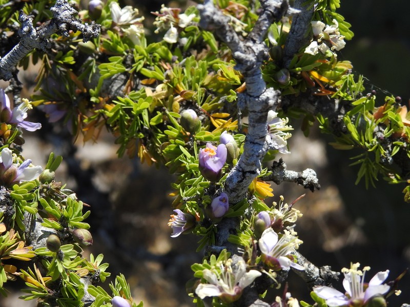 Texas Lignum-Vitae photo 5