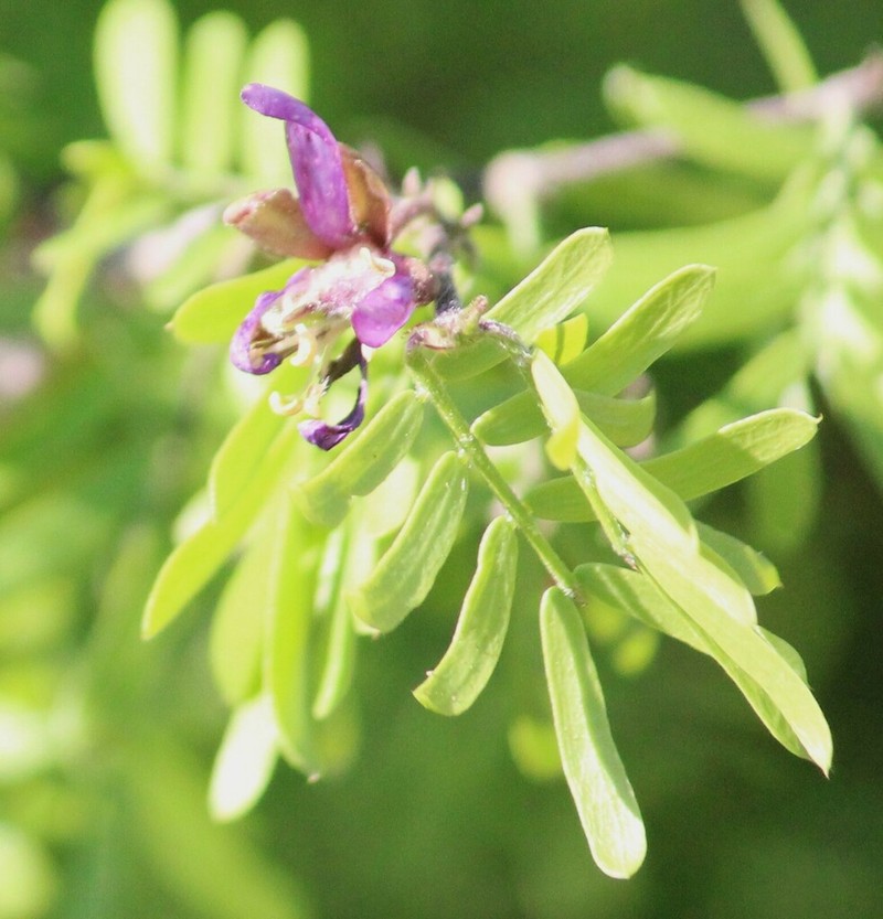 Texas Lignum-Vitae photo 6