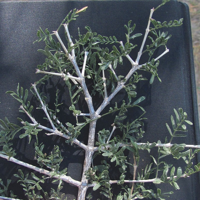 Texas Lignum-Vitae photo 7