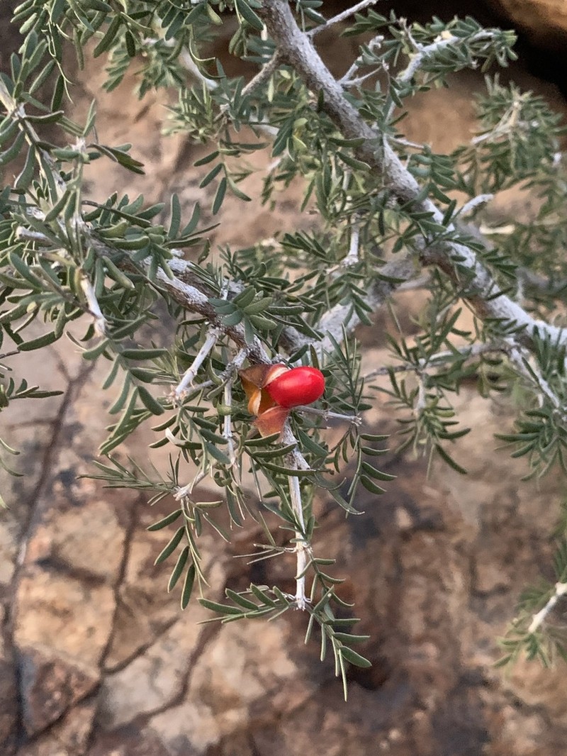 Texas Lignum-Vitae photo 8