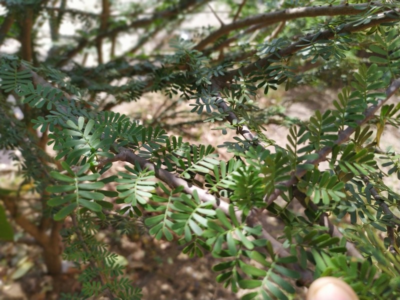 Guaiacum nellii