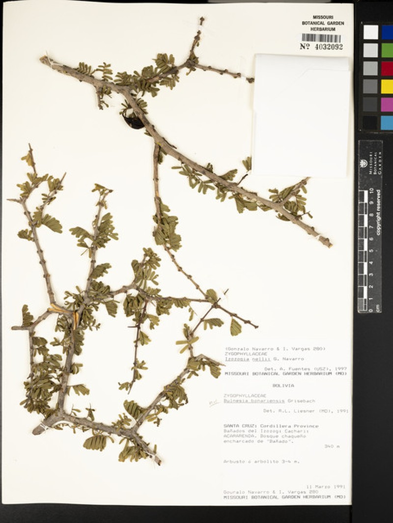 Guaiacum nellii photo 2