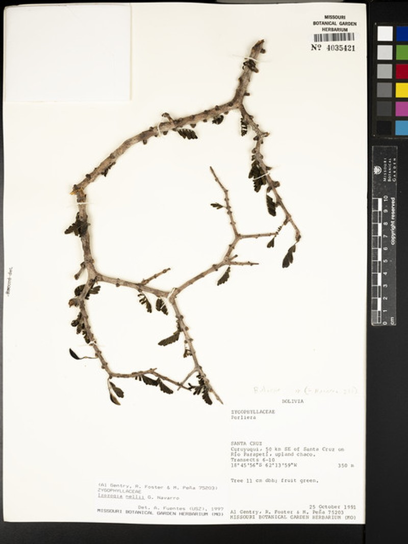 Guaiacum nellii photo 3