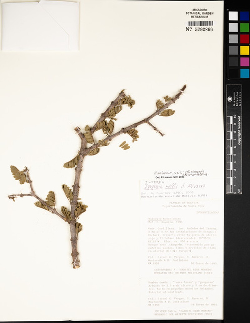 Guaiacum nellii photo 4