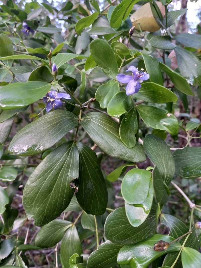 Lignum-Vitae photo 2