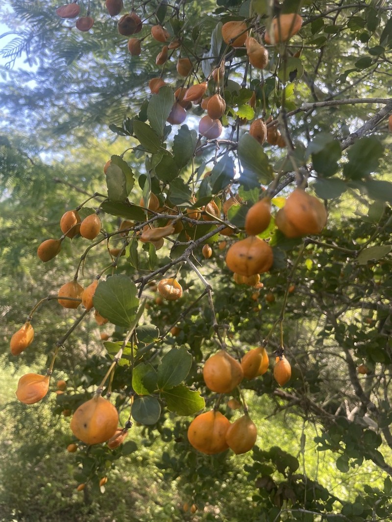 Lignum-Vitae photo 3
