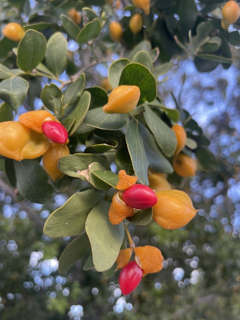 Lignum-Vitae photo 6