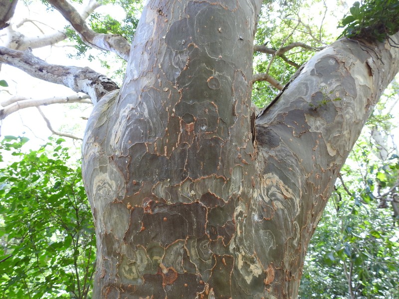 Lignum-Vitae photo 7