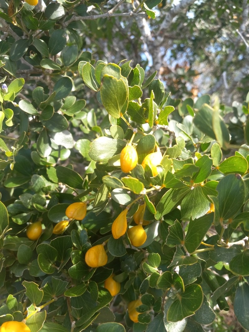 Lignum-Vitae photo 8