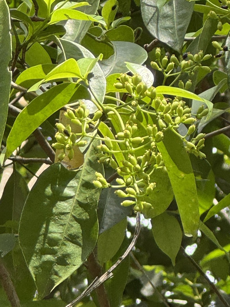 Guapira cuneifolia