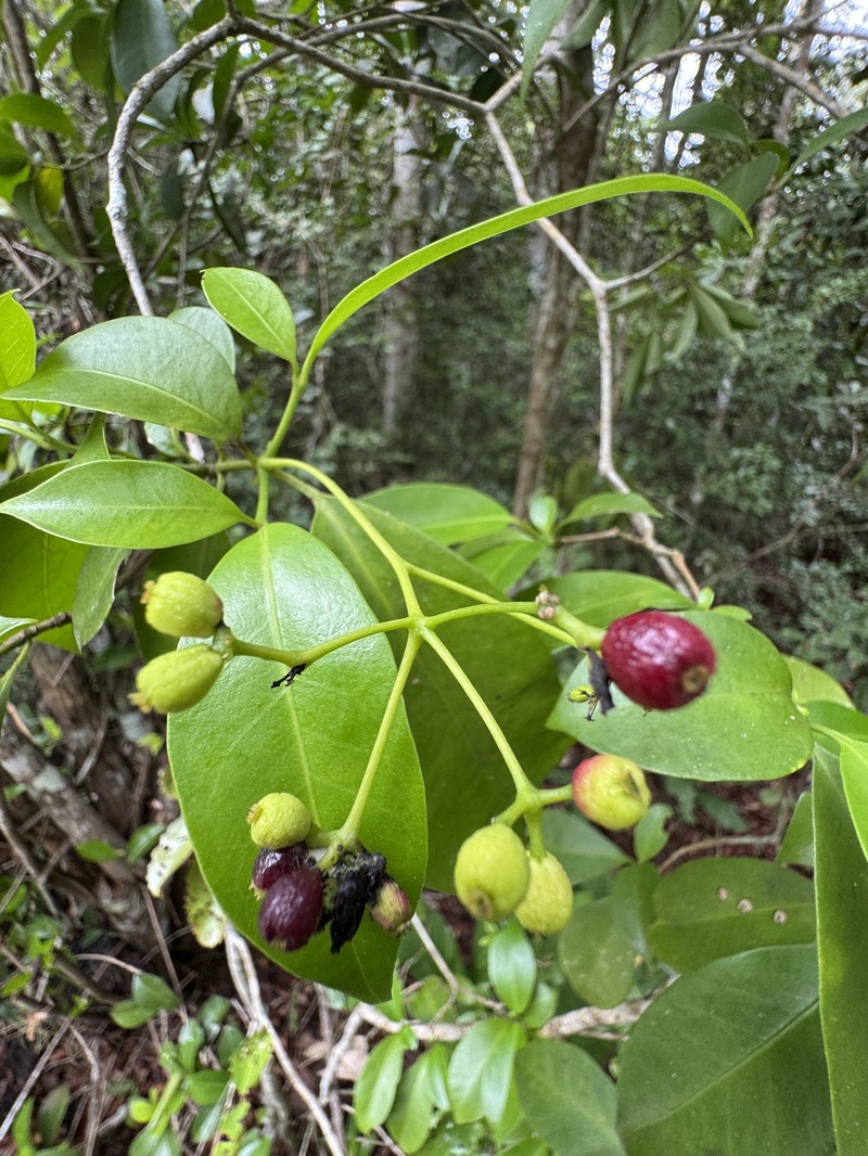 Guapira cuneifolia photo 4