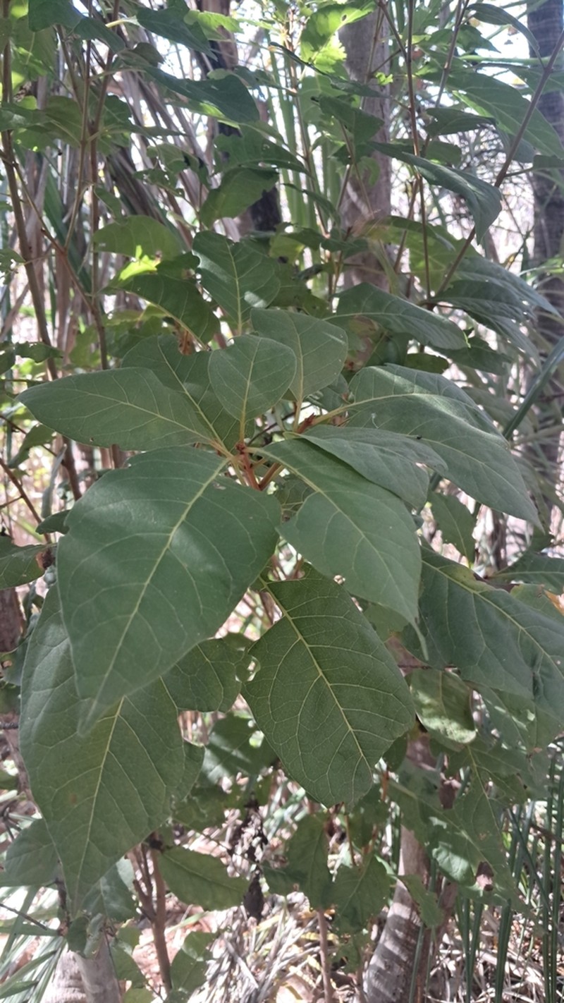 Guapira darwinii