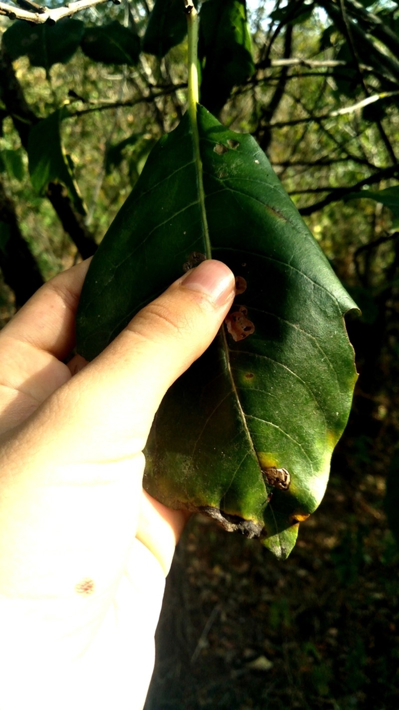 Guapira darwinii photo 2